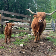 Load image into Gallery viewer, Three Highland cattle in a natural setting with a wooden fence and greenery.