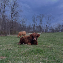 Load image into Gallery viewer, Summer on the Farm: Highland Cow Red, White & Moo Craft & Cuddle at Black Rock Farm