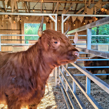 Load image into Gallery viewer, Christmas on the Farm - Highland Cow Craft &amp; Cuddle: Moo-dolph Edition at Black Rock Farm December 7 1:00-4:00 PM
